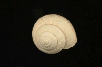 藏品(扁蝸牛)的圖片